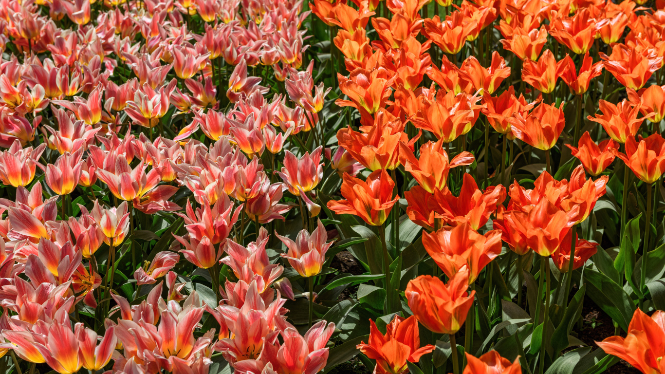 Красивые красные и розовые тюльпаны на клумбе 