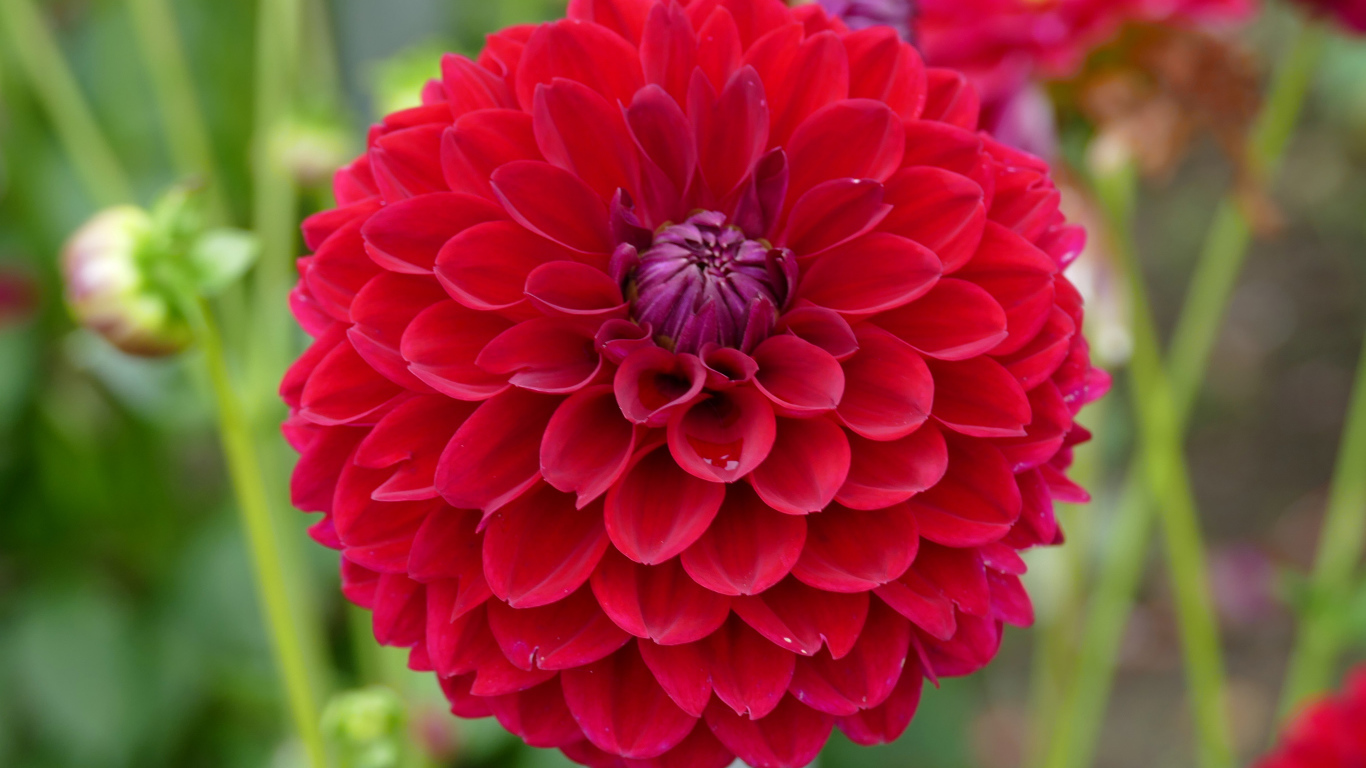 Красивый красный  цветок георгин