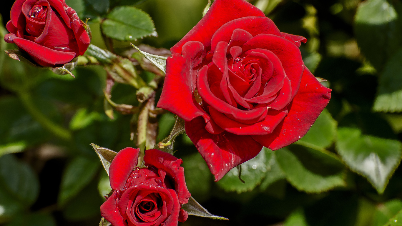 Красивые красные розы в каплях росы на клумбе