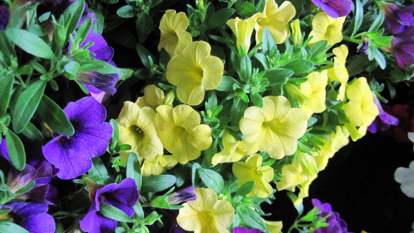 Красивые фиолетовые и желтые цветы петунии