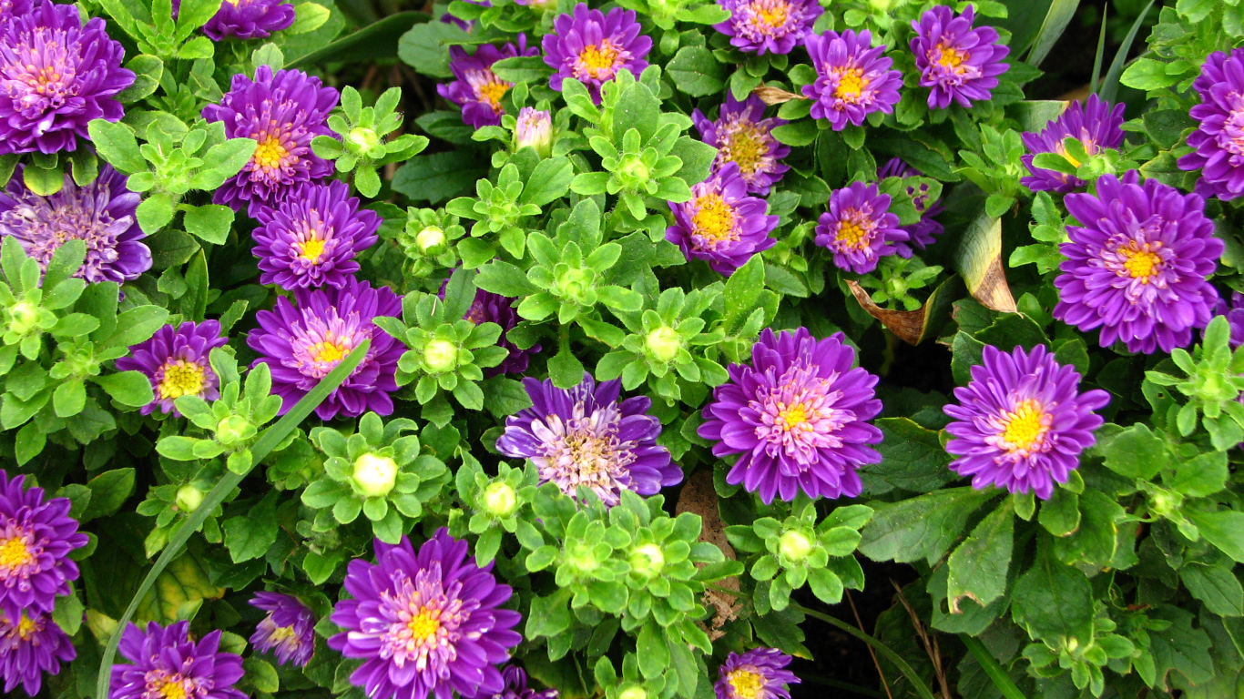 Красивые фиолетовые астры на клумбе 