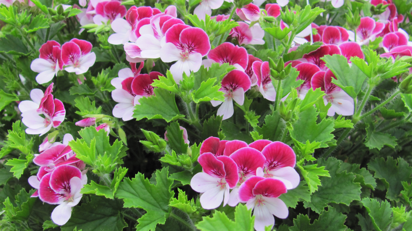 Красивые бело-розовые цветы герани