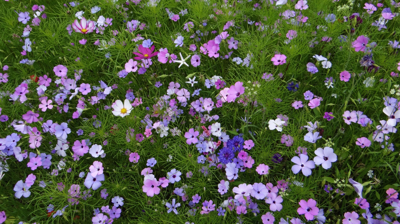 Красивые полевые цветы космея и голубые васильки