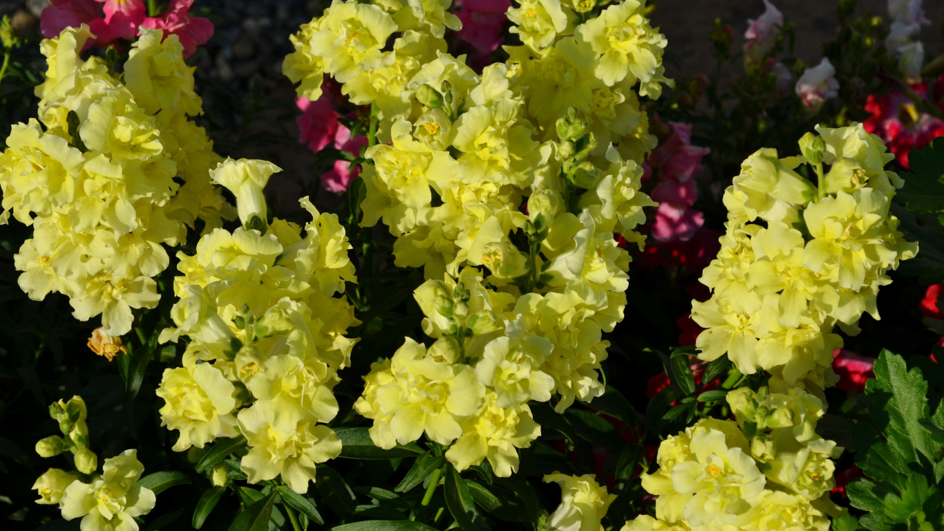 Красивые желтые цветы Львиный зев