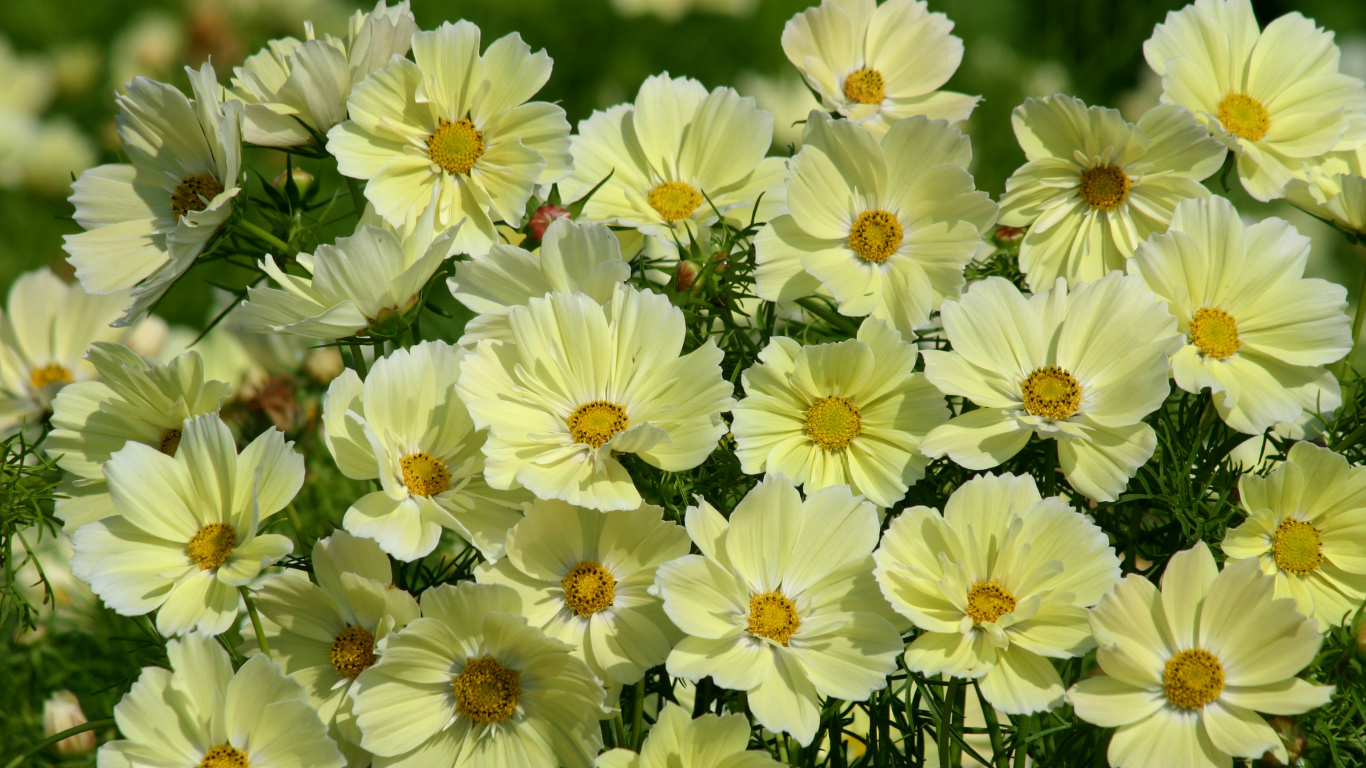 Красивые желтые цветы космея крупным планом