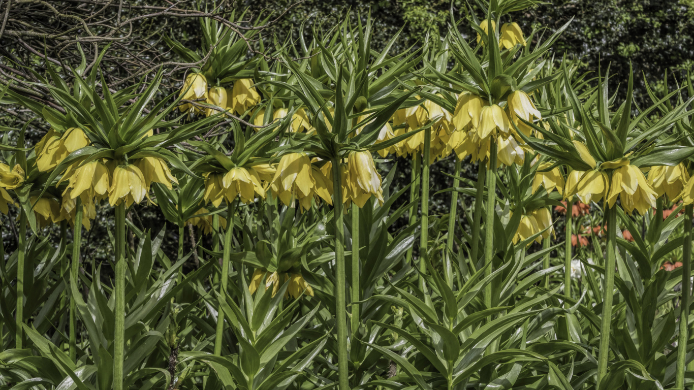 Красивые желтые цветы рябчики 