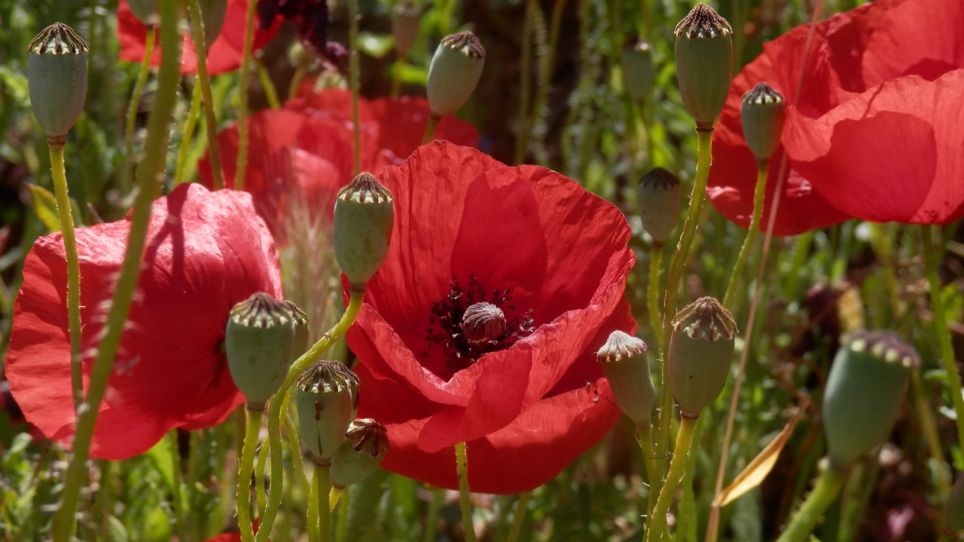 Большие красивые красные маки в поле 