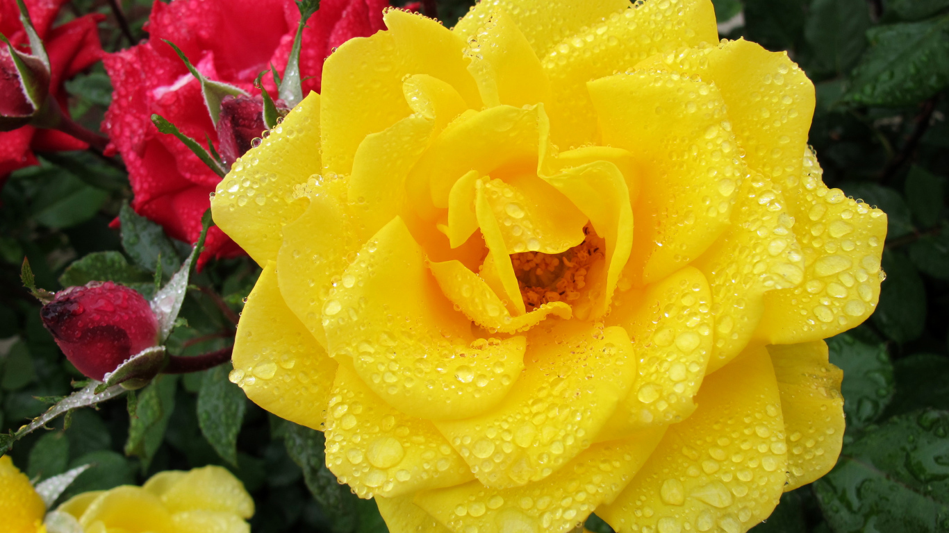 Большая желтая роза в каплях росы крупным планом