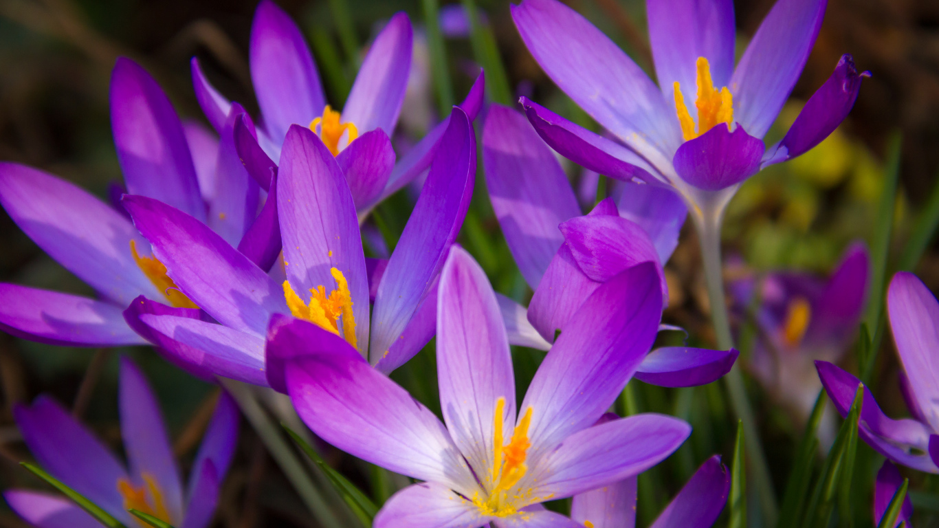 Распустившиеся фиолетовые крокусы крупным планом