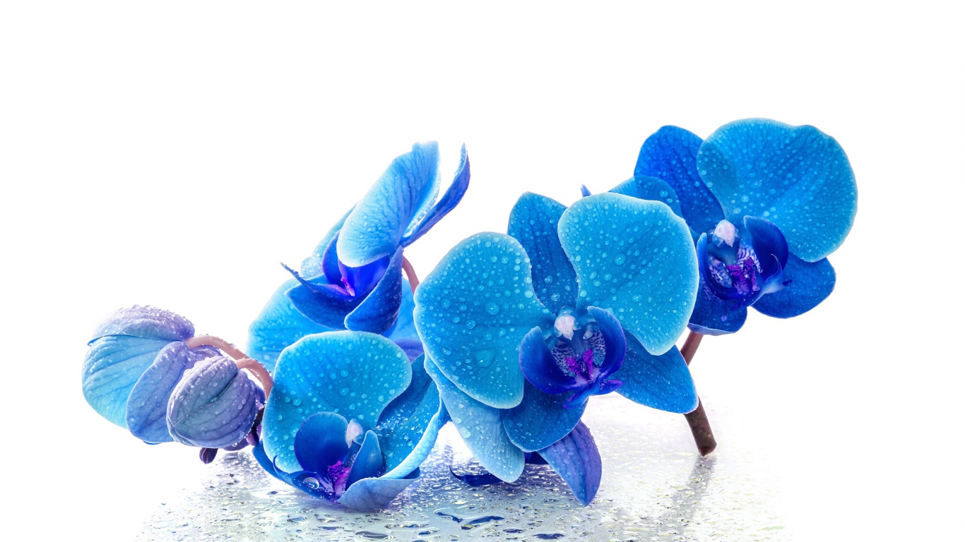 Голубые экзотические орхидеи в каплях воды на белом фоне