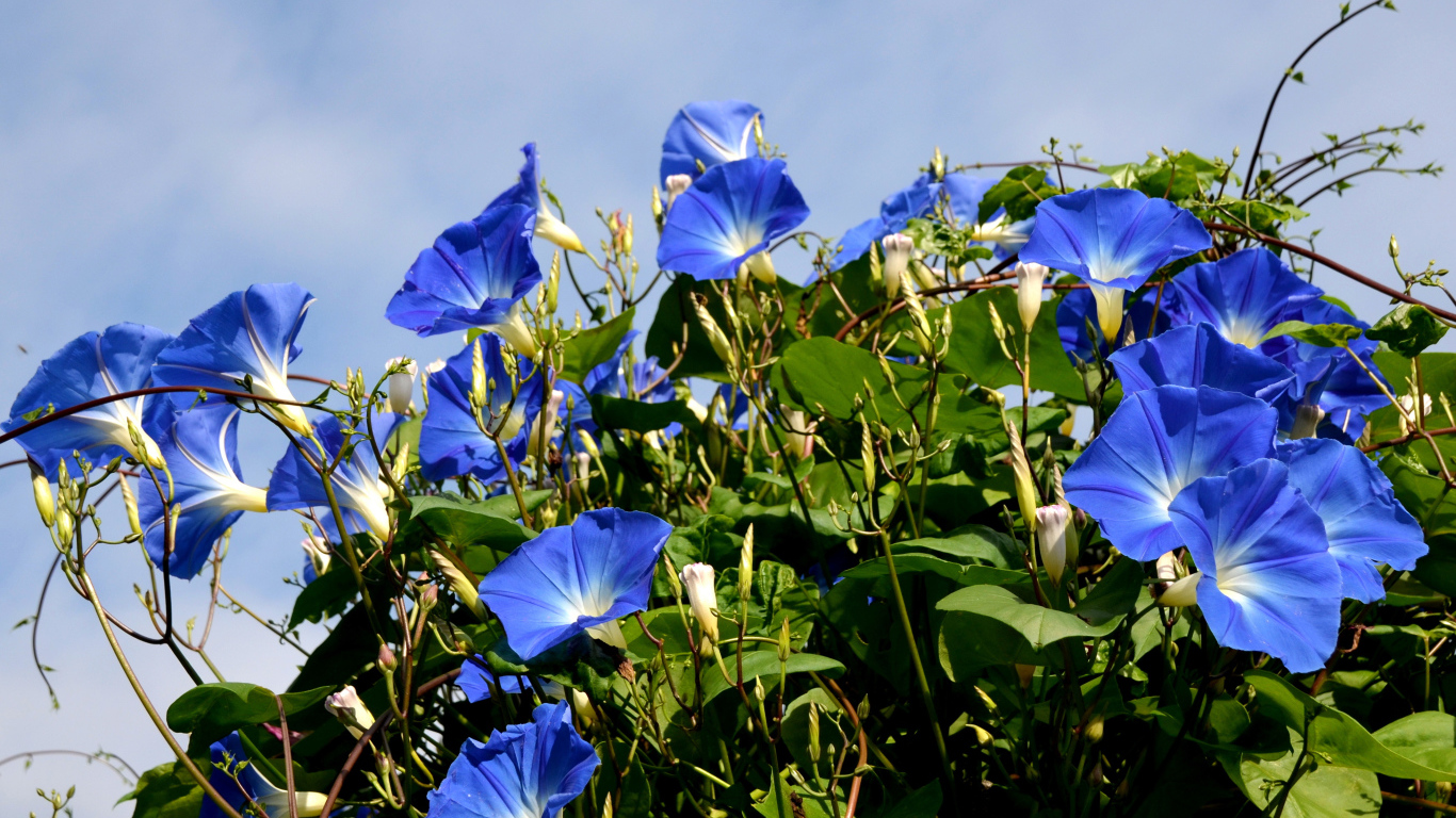 Синие цветы вьюнки на фоне голубого неба