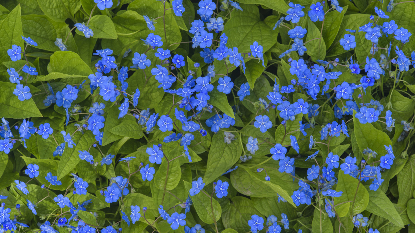 Голубые маленькие цветы незабудки крупным планом