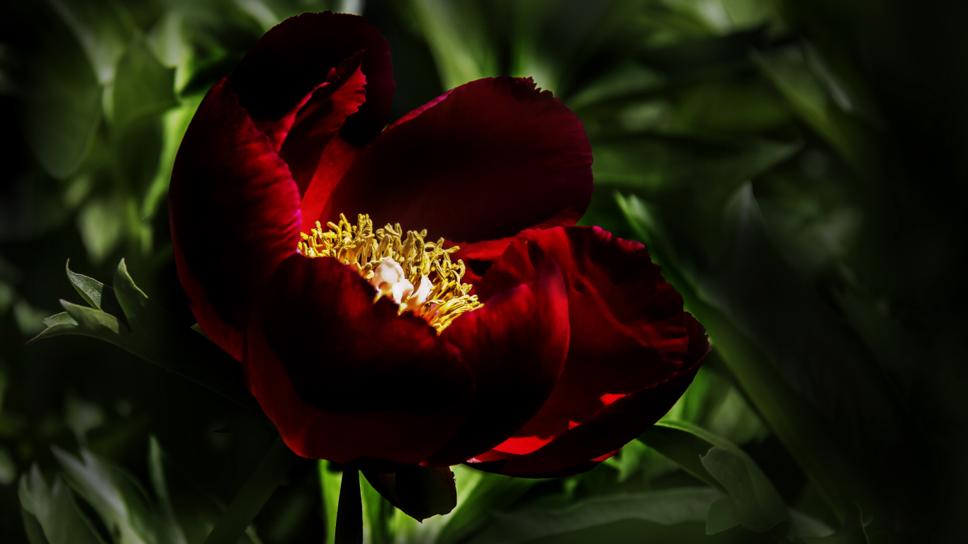 Бордовый красивый пион крупным планом