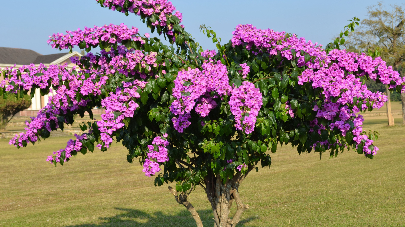 Дерево  Бугенвиллия с красивыми розовыми цветами