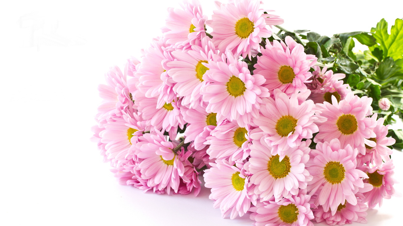 Букет розовых хризантем на белом фоне