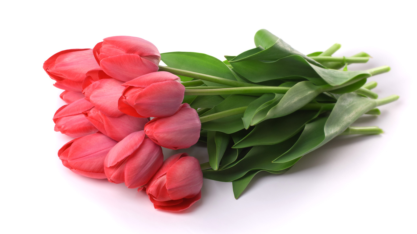 Букет розовых тюльпанов на белом фоне