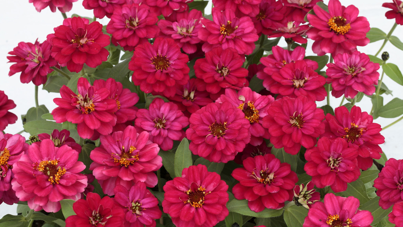 Букет розовых цветов цинния