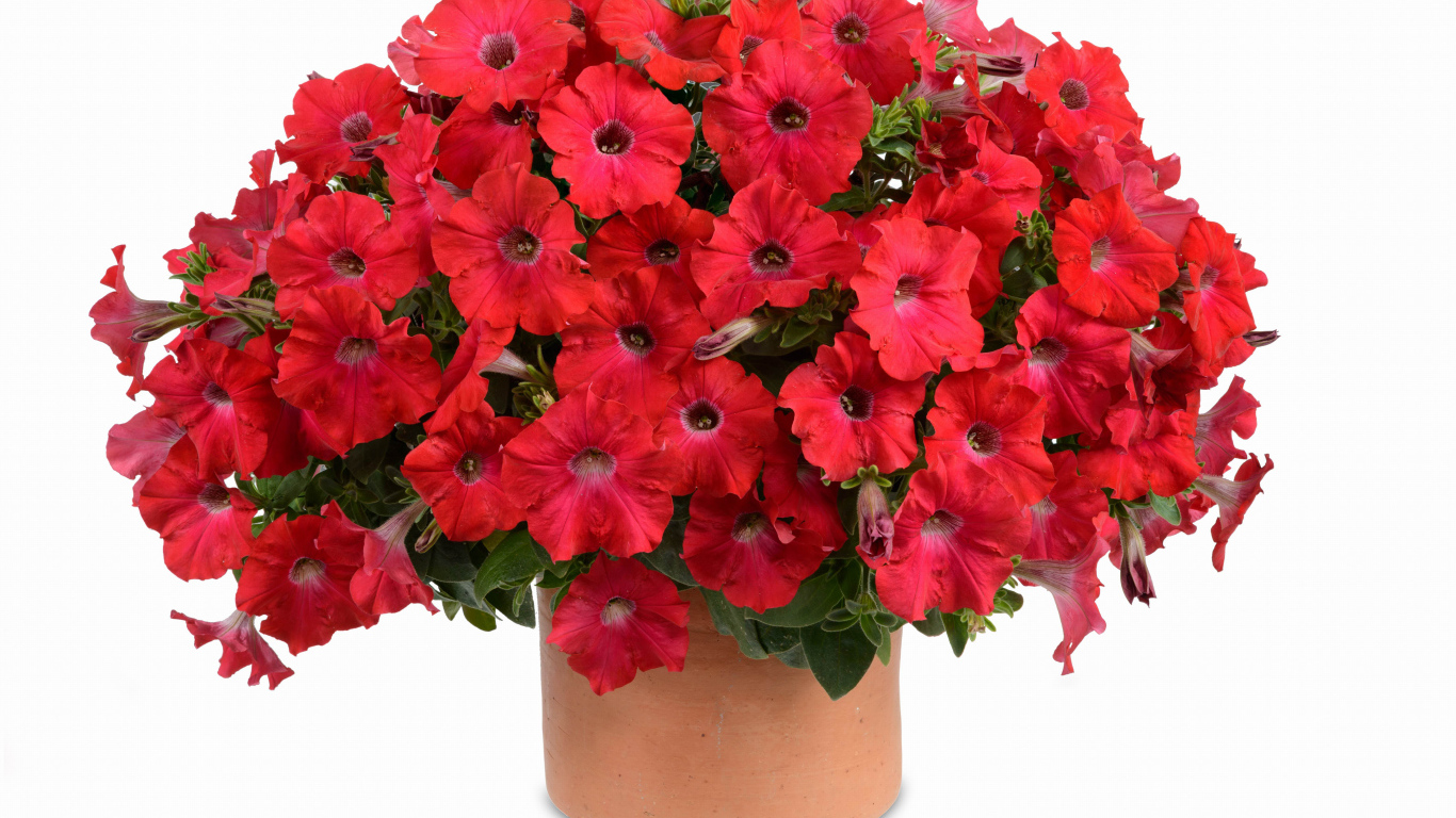 Букет красных садовых цветов петуния на белом фоне  