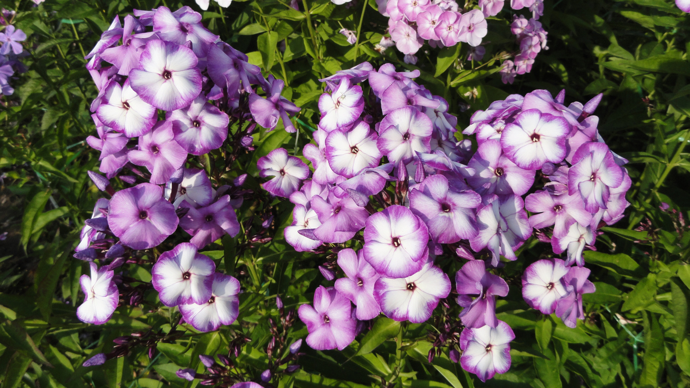 Яркие фиолетово - белые  цветы садовой флоксы