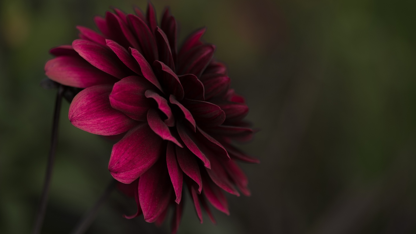 Бордовая пышная георгина крупным планом