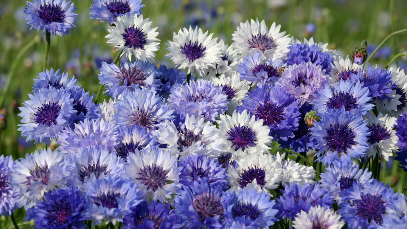 Нежные голубые полевые васильки крупным планом