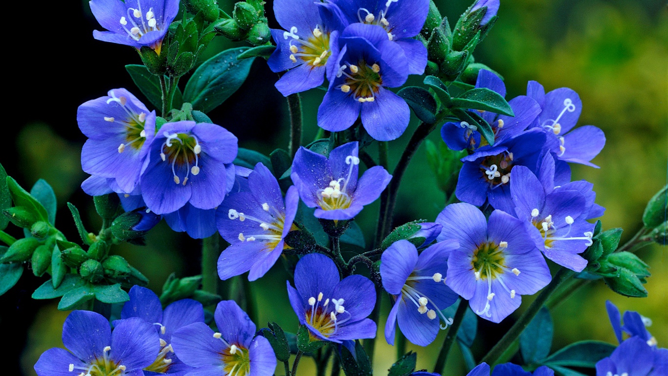 Нежные синие мелкие цветы незабудки 