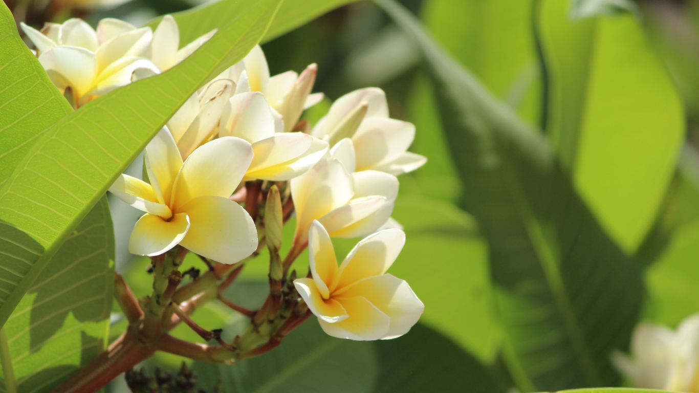 Нежные цветы тропического дерева плюмерия 