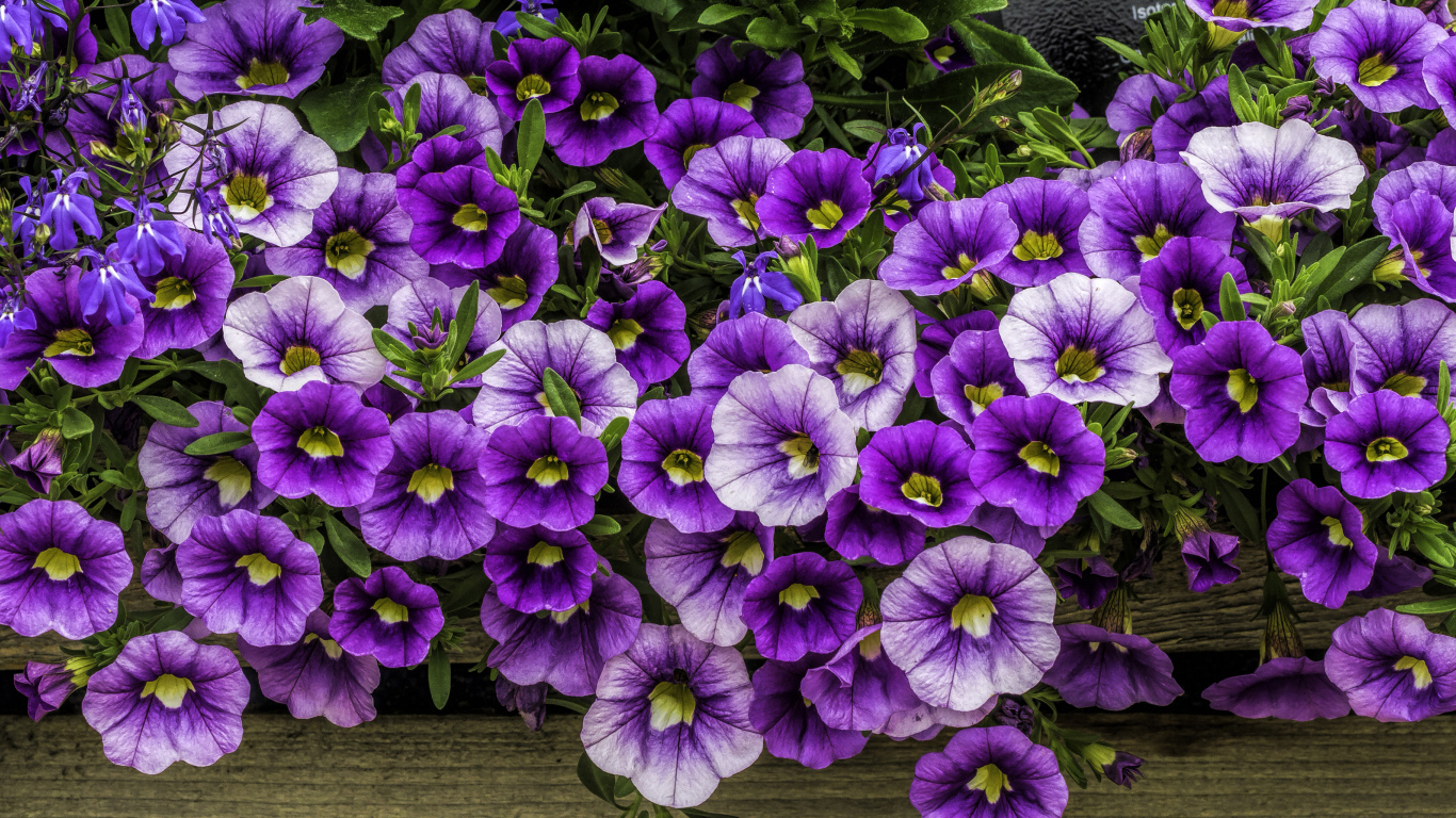 Нежные сиреневые садовые цветы петуния