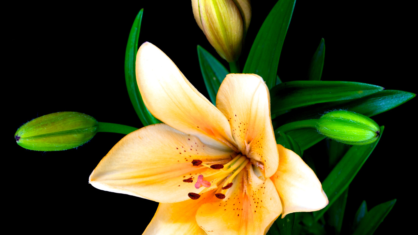 Нежные лилии с бутонами на черном фоне крупным планом