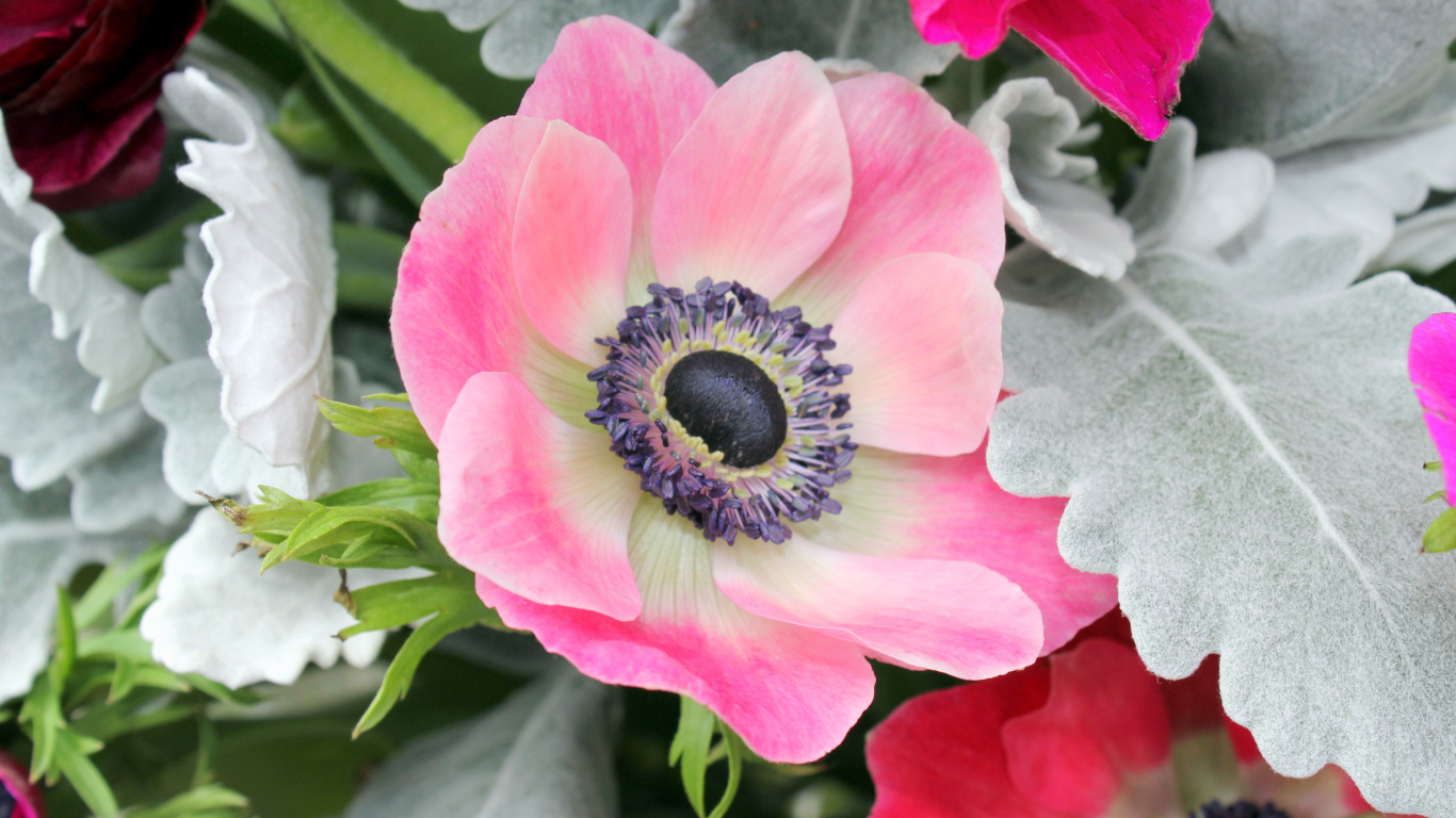 Нежная розовая анемона крупным планом