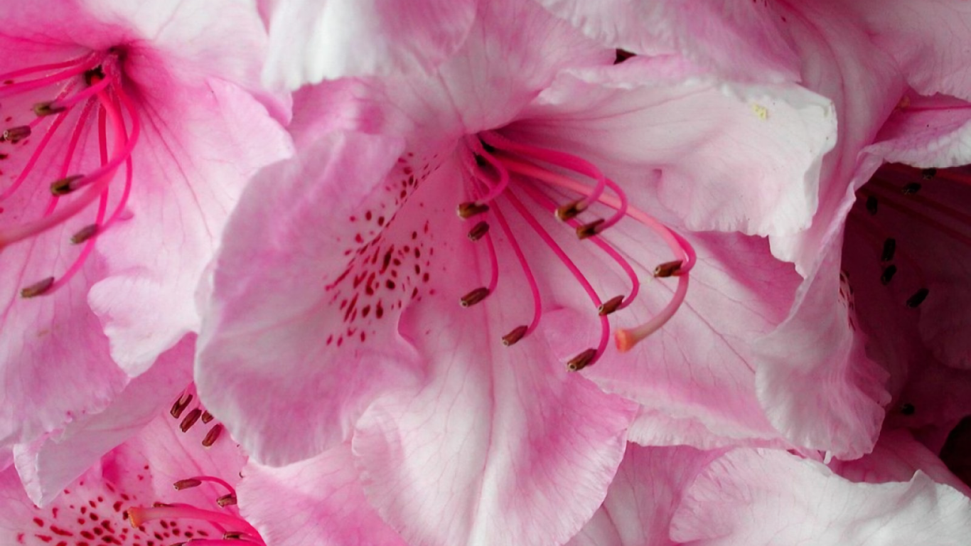 Нежные розовые цветущие цветы 