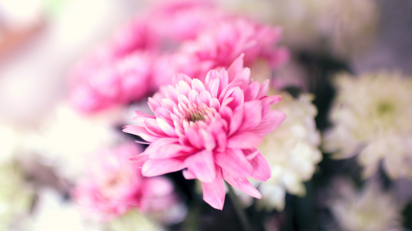 Нежный розовый цветок хризантемы крупным планом