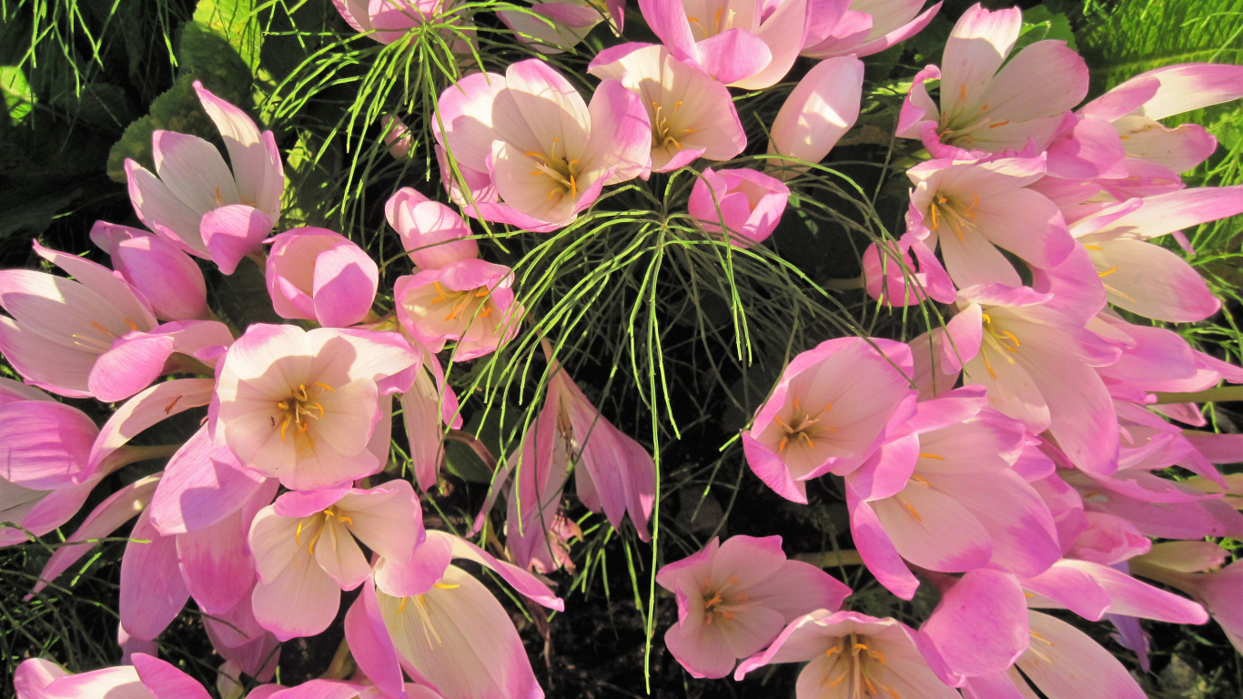 Нежные розовые крокусы крупным планом