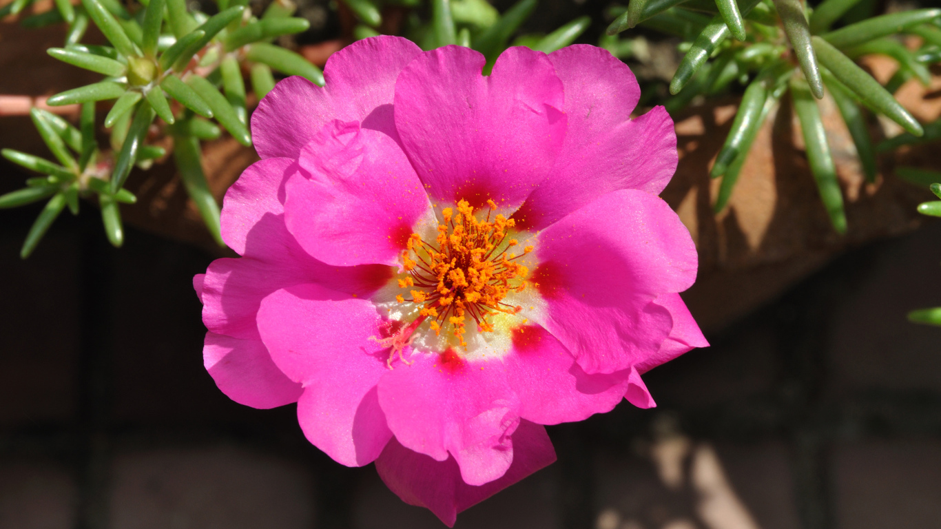 Нежный розовый цветок портулак вблизи