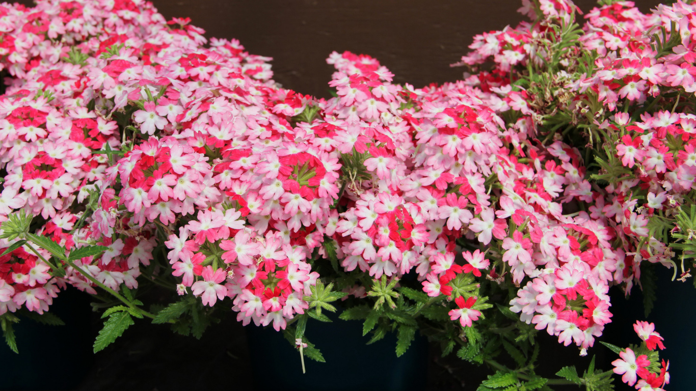 Нежные розовые цветы вербена крупным планом