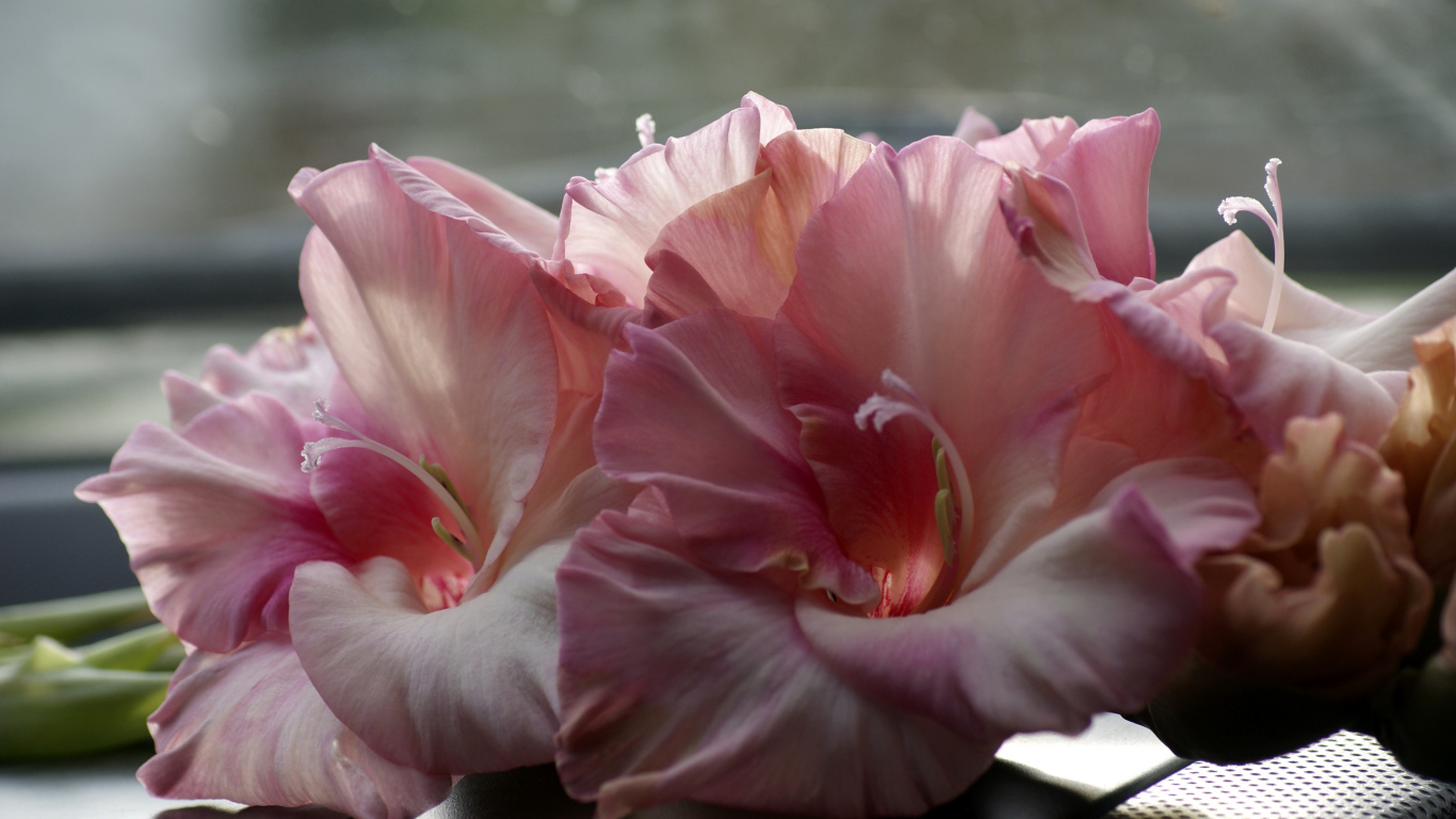 Нежные розовые гладиолусы крупным планом 