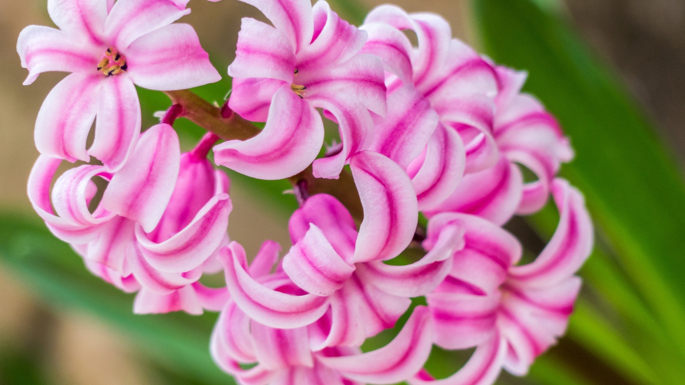 Нежный розовый цветок гиацинт 