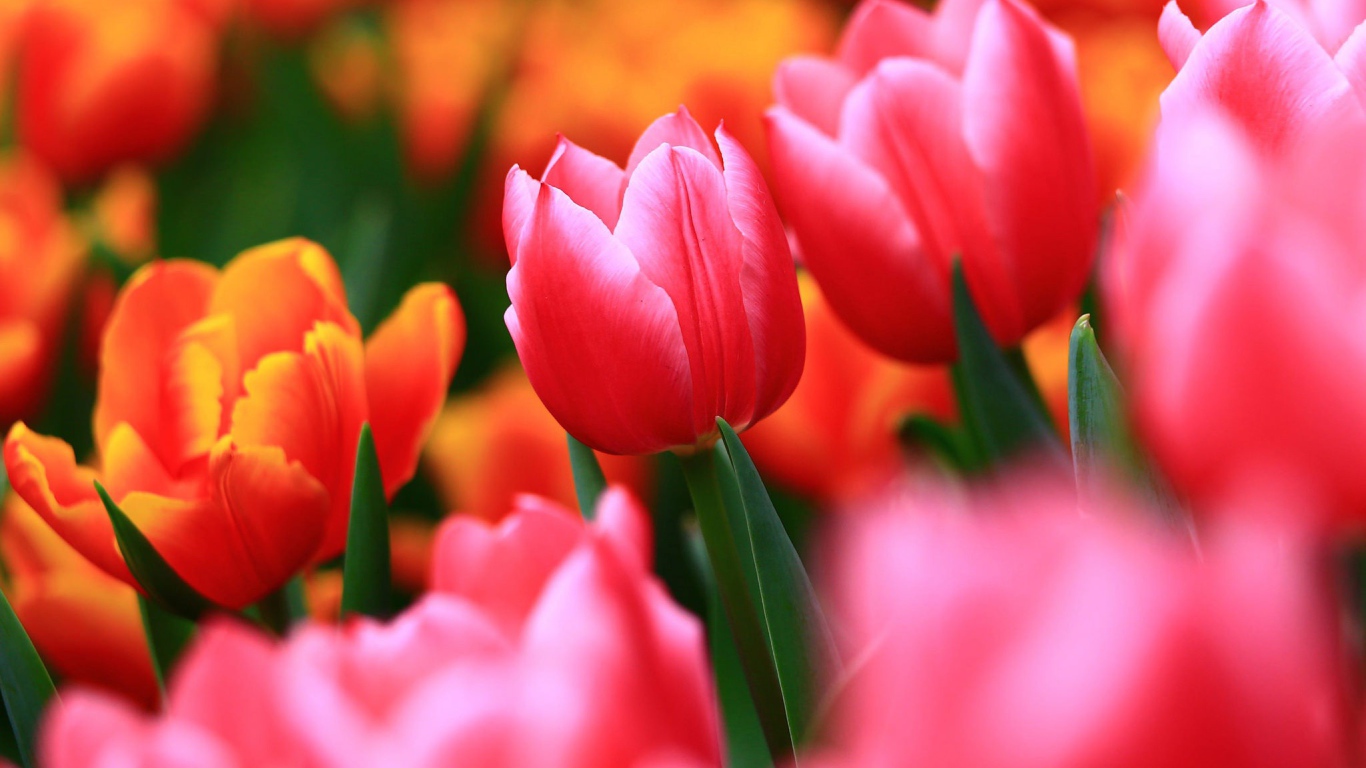 Нежные весенние цветы тюльпаны 