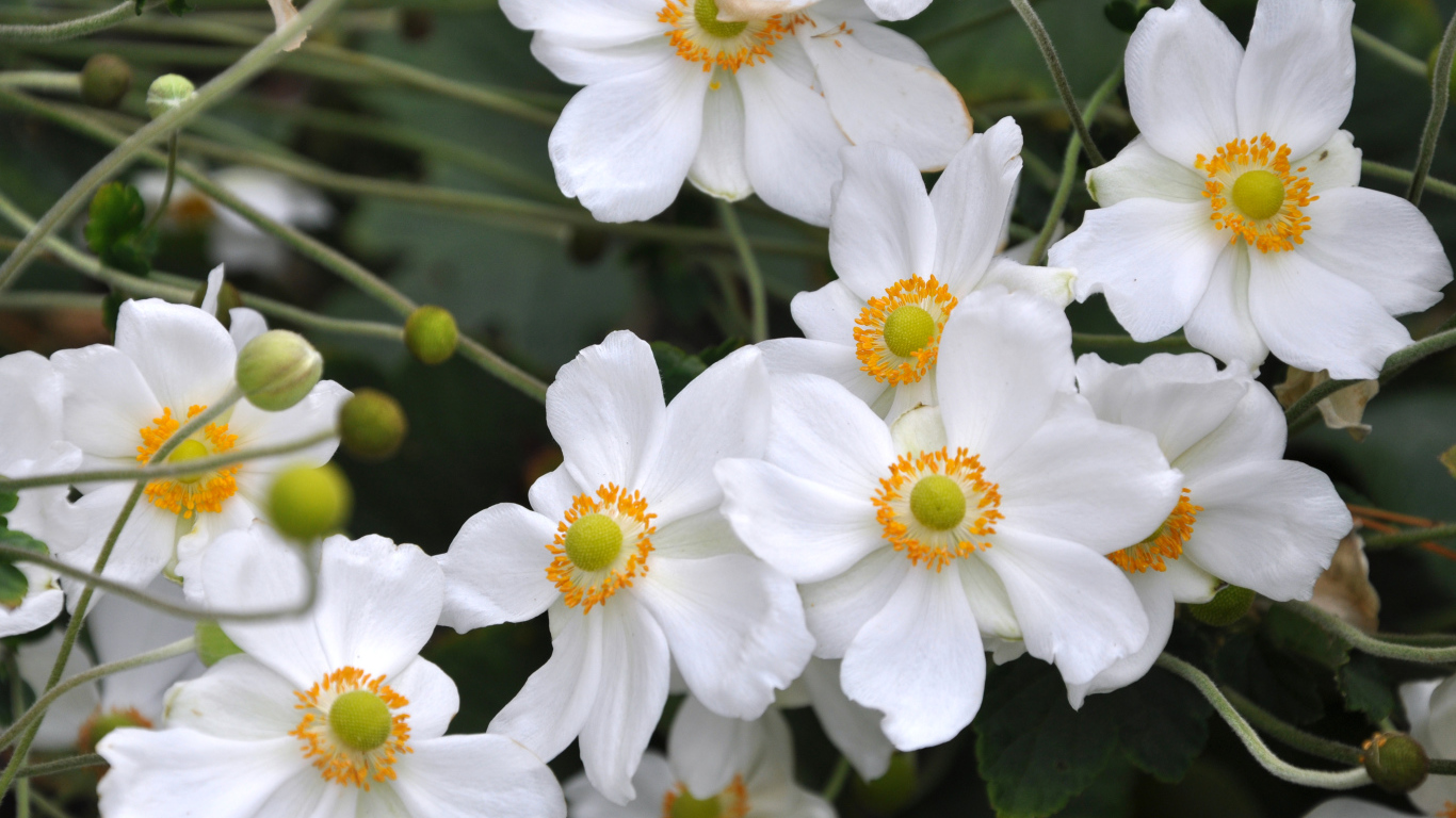 Нежные белые цветы анемоны вблизи