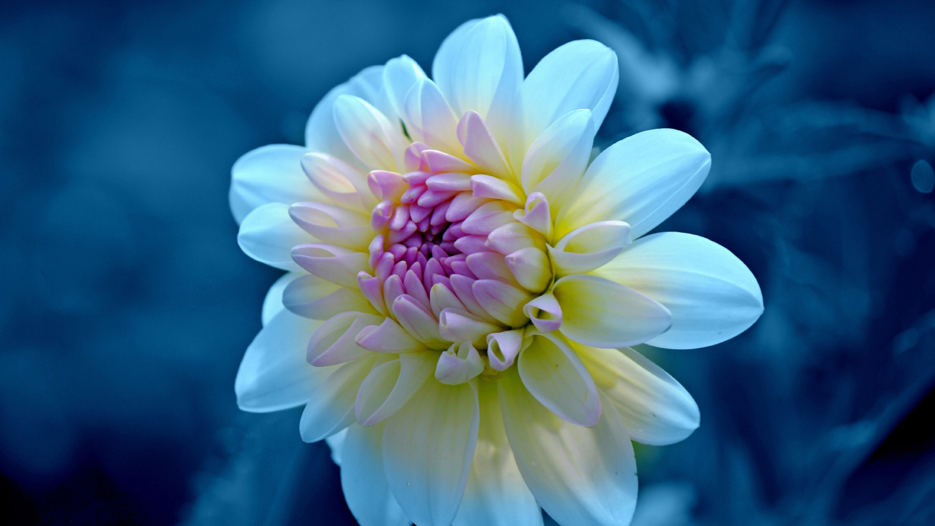 Нежная белая георгина с сиреневой серединкой крупным  планом