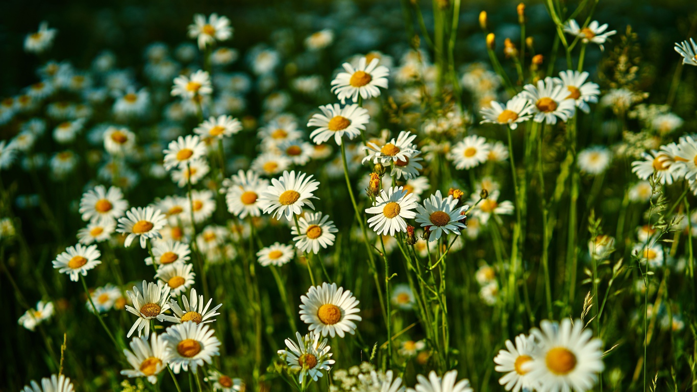 Нежные белые полевые ромашки в лучах солнца