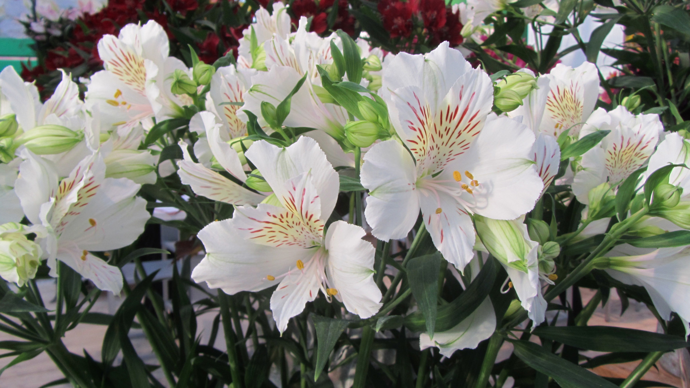 Нежные белые цветы Альстромерия  