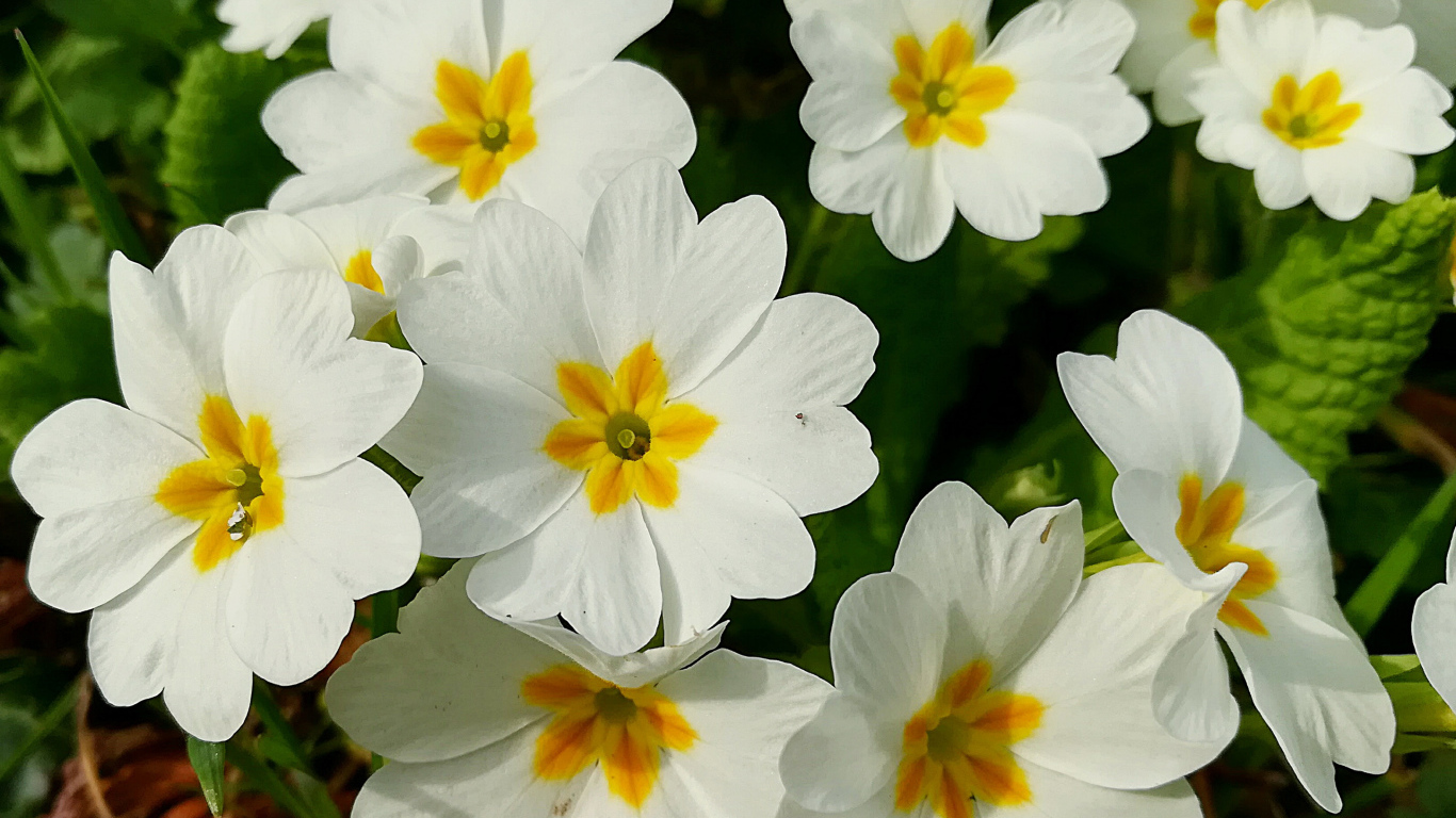 Нежные белые цветы примула 