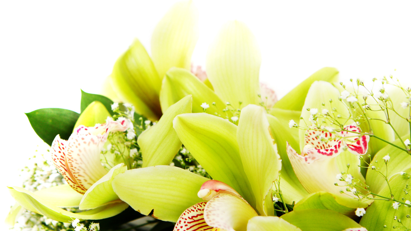 Экзотические цветы орхидеи крупным планом на белом фоне