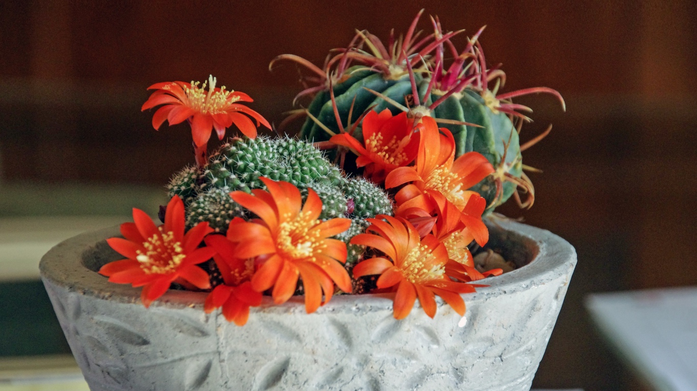 Цветущий комнатный цветок маммиллярия