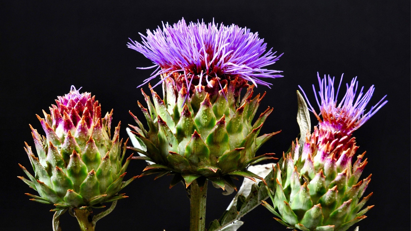 Цветущие шляпки чертополоха на черном фоне