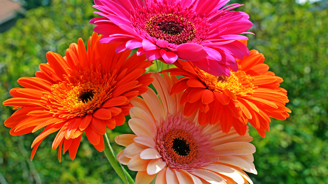 Четыре разноцветные герберы крупным планом