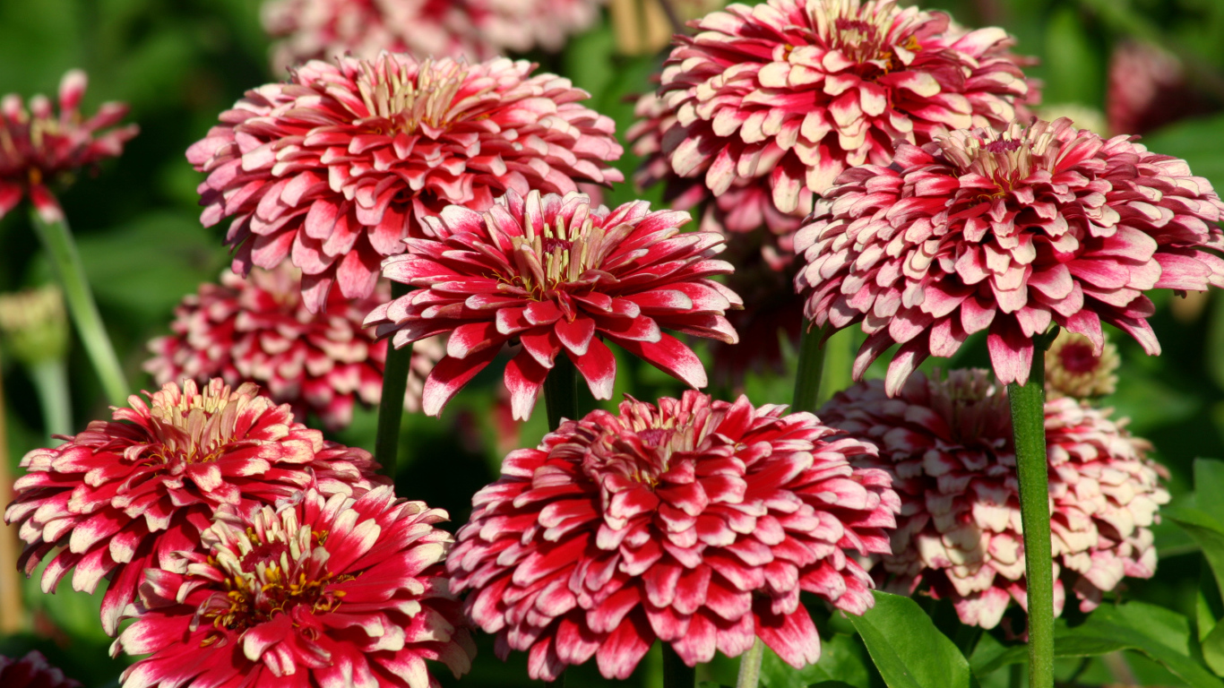 Садовые цветы циния крупным планом