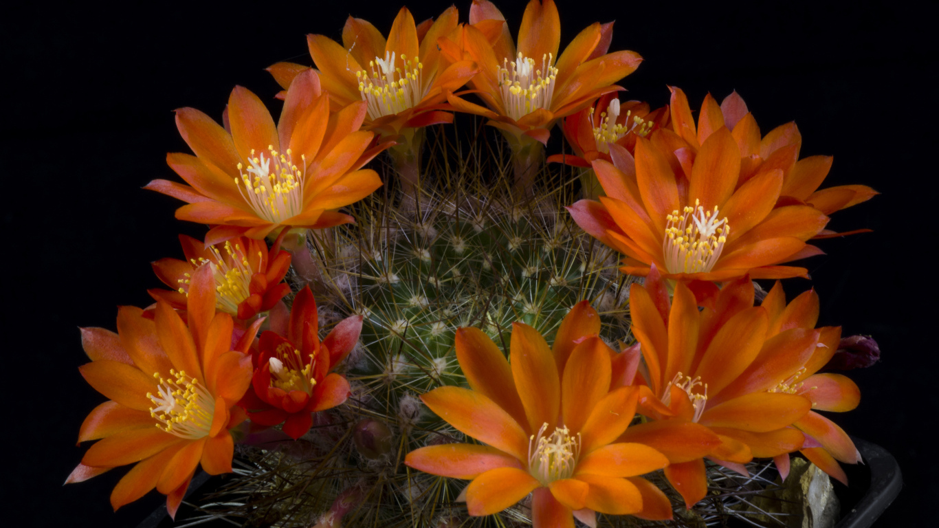 Зеленый цветущий оранжевыми цветами кактус на черном фоне