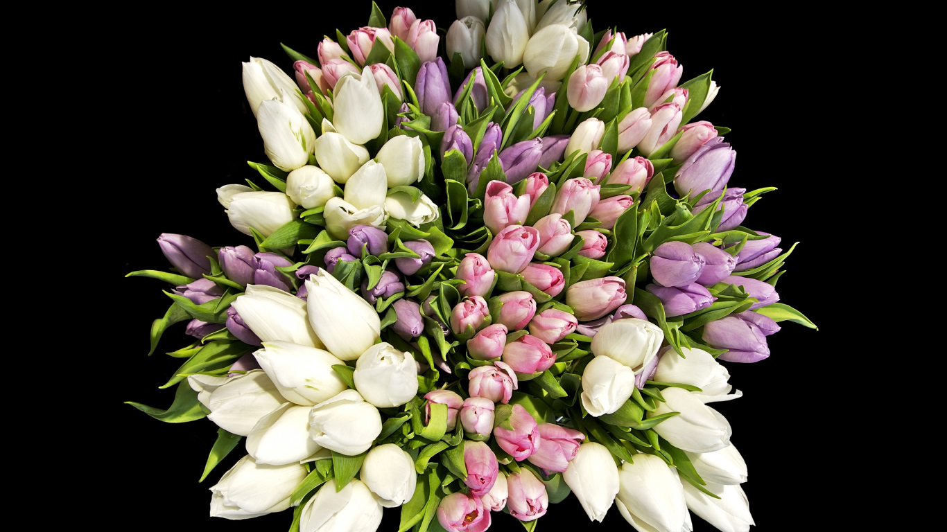 Большой красивый букет разноцветных тюльпанов на черном фоне